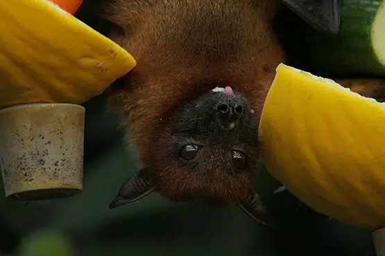 Chauves-souris mangeant; Utiliser pour le post noxbat de QANNT