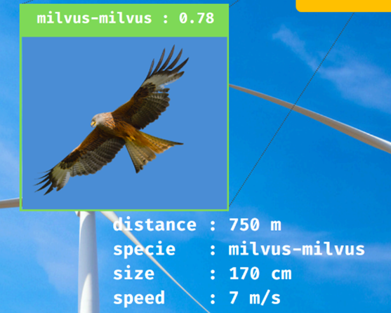 Detection oiseaux eolienne IA